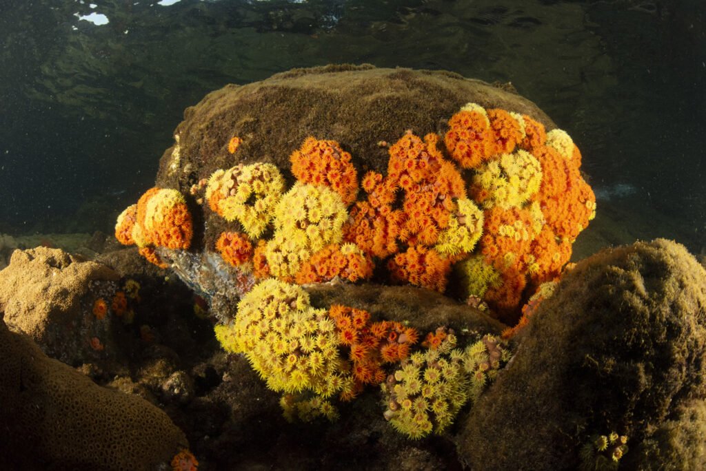 BB CoralSOl IlhaGrande 00012
