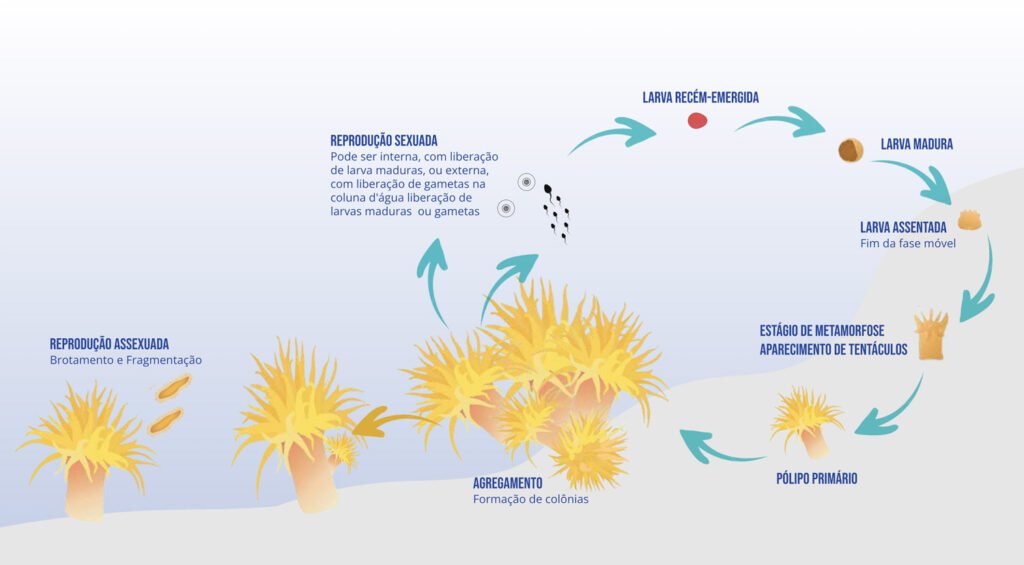 ciclo vida coralsol